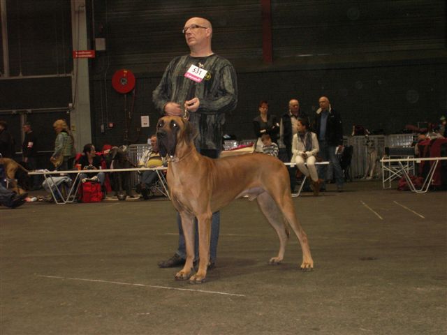 Chien-D'or Shanuy de Damacan